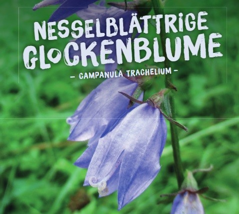 Campanula-trachelium1OW0DaXcurLgS Wildpflanzen Paket Balkonkasten