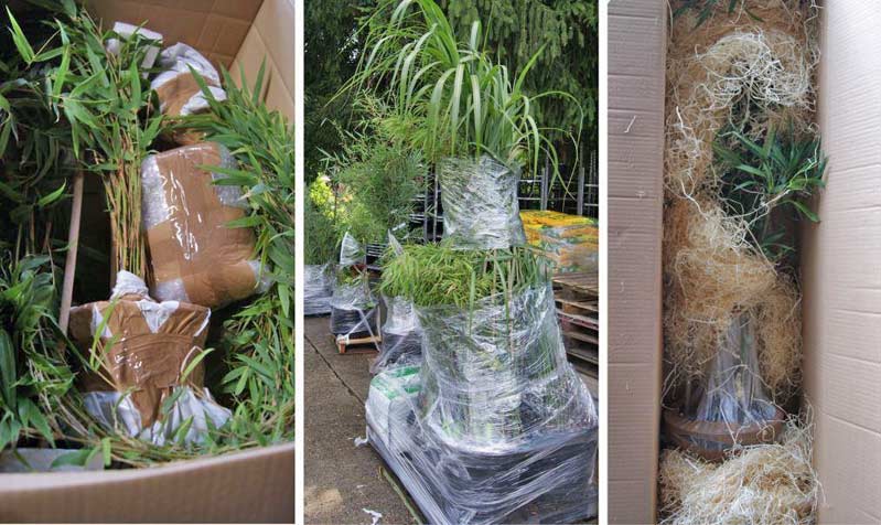 Verpackung-Bambuswald-Karton