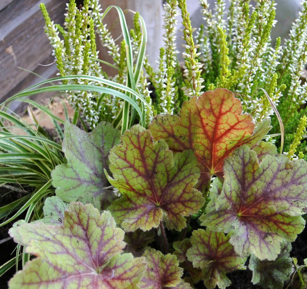 Purpurglöckchen, Heuchera Electra