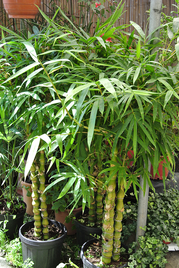 Bambusa-Ventricosa-1