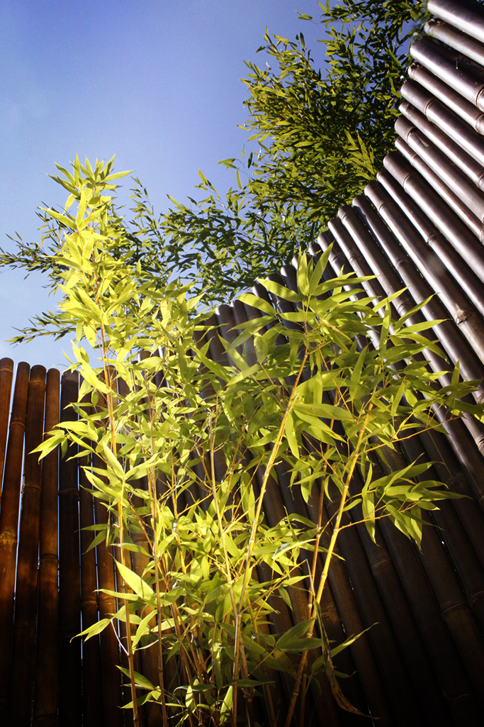 Neu-Phyllostachys-aurea-holochrysa1 Orangerohr Bambus - Phyllostachys aurea holochrysa