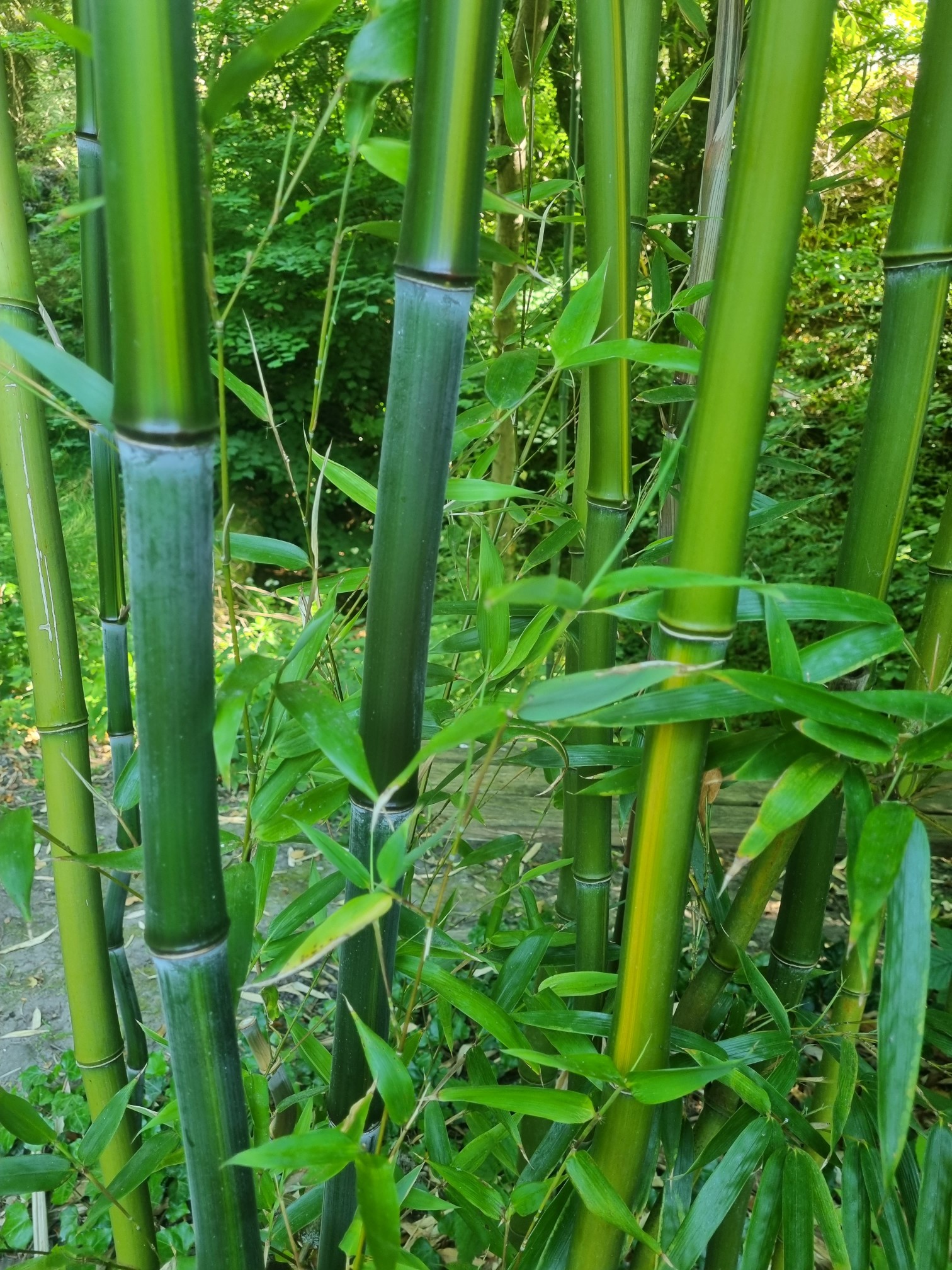 Phyllo-aureosulcata2 Rauher Gelbrinnenbambus, Phyllostachys aureosulcata McClure