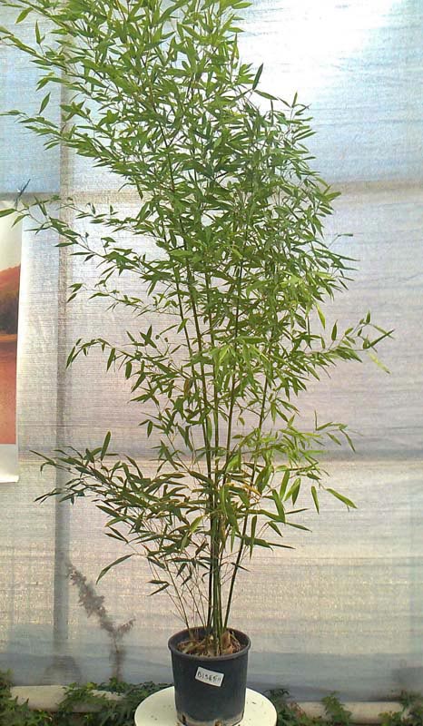 phyllostachys_bissetii_topf24literbambuswald05 Grüner Bambus, Phyllostachys bissetii