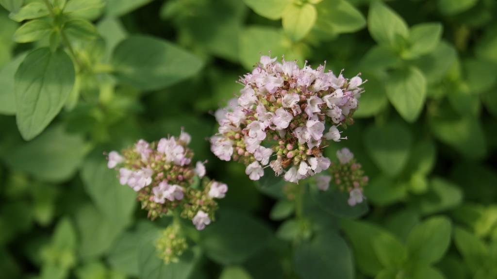 scharfer-oregano-origanum-hybride-hot-spicy Scharfer Oregano, Origanum Hybride Hot & Spicy