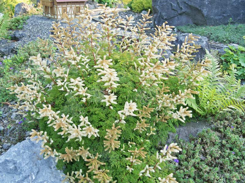 Astilbe in Sorten, Chinesische Prachtspiere