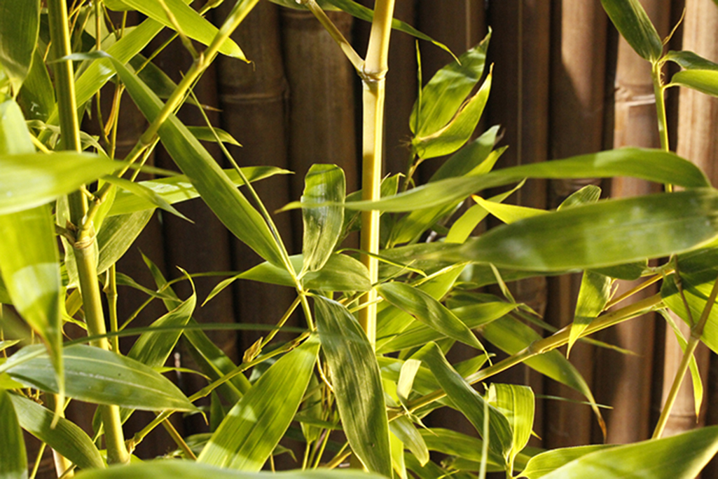 Phyllostachys-aurea-koi8 Koi Goldrohr Bambus , Phyllostachys aurea Koi