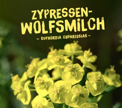 Euphorbia-cyparissias7LutOpCiBUUOy Wildpflanzen Paket Balkonkasten