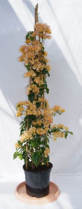 bougonvillea_glabra_pyramide_gelb Bougainvillea glabra - Drillingsblume