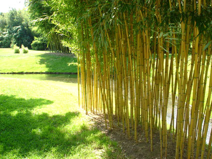 phyllostachys-aureosulcata-aureocaulis-bambuswald-5 Goldener Peking Bambus, Phyllostachys aureosulcata Aureocaulis