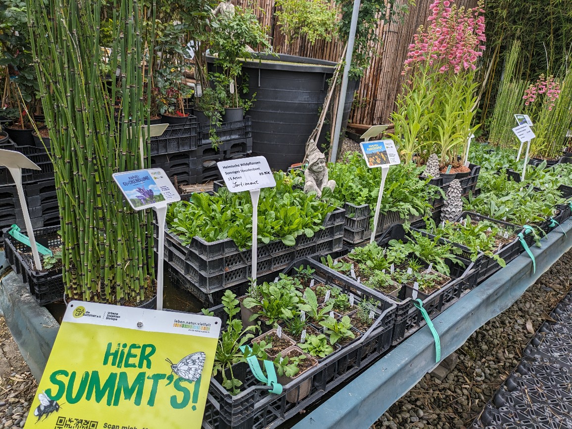 Wildpflanzen2 Wildpflanzen Paket Balkonkasten