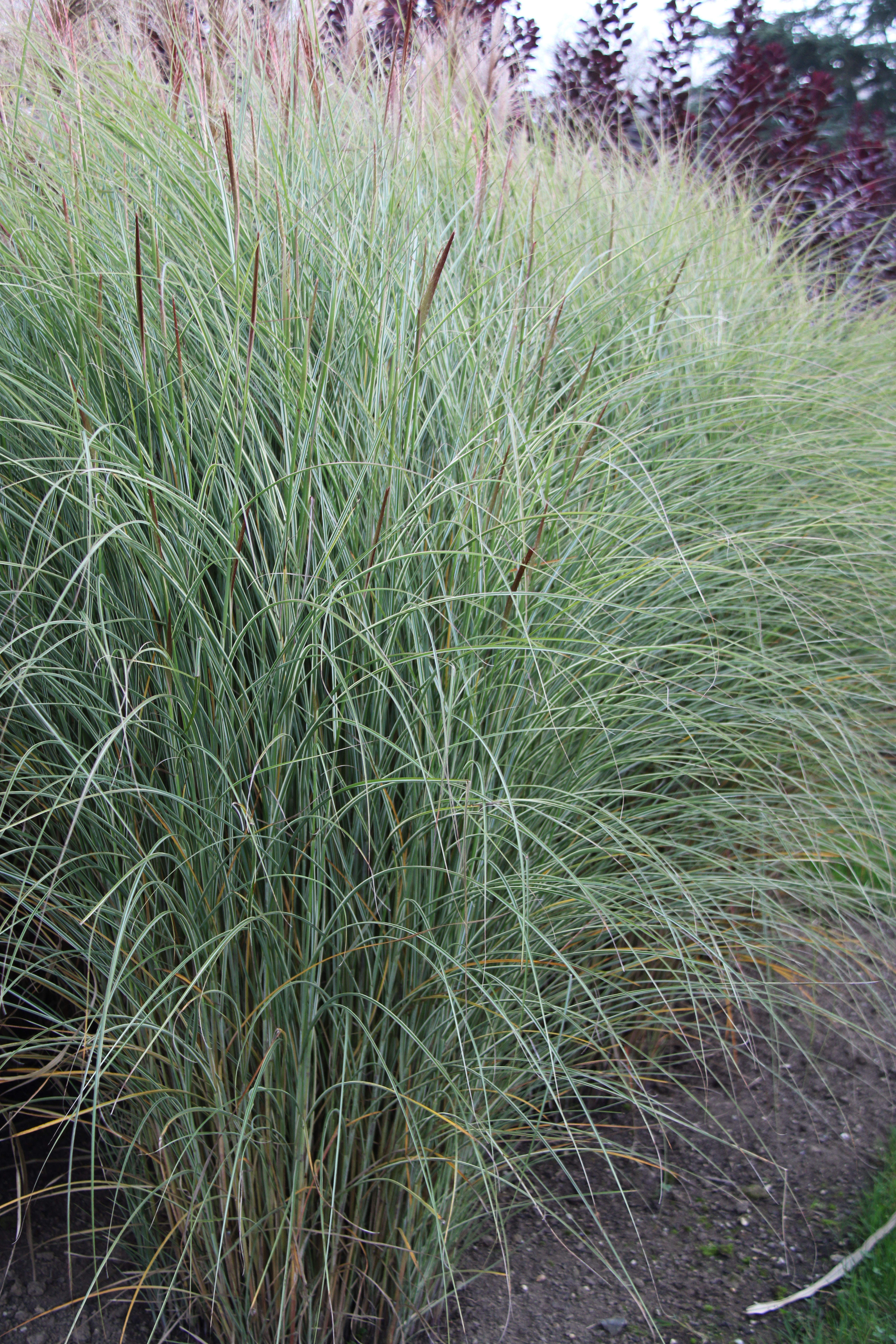 missmorninglight4 Chinaschilf, Miscanthus sinensis Morning Light