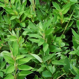 shibataea_kumasaca Kleiner Bambus Shibataea kumasaca, Mäusedorn Bambus