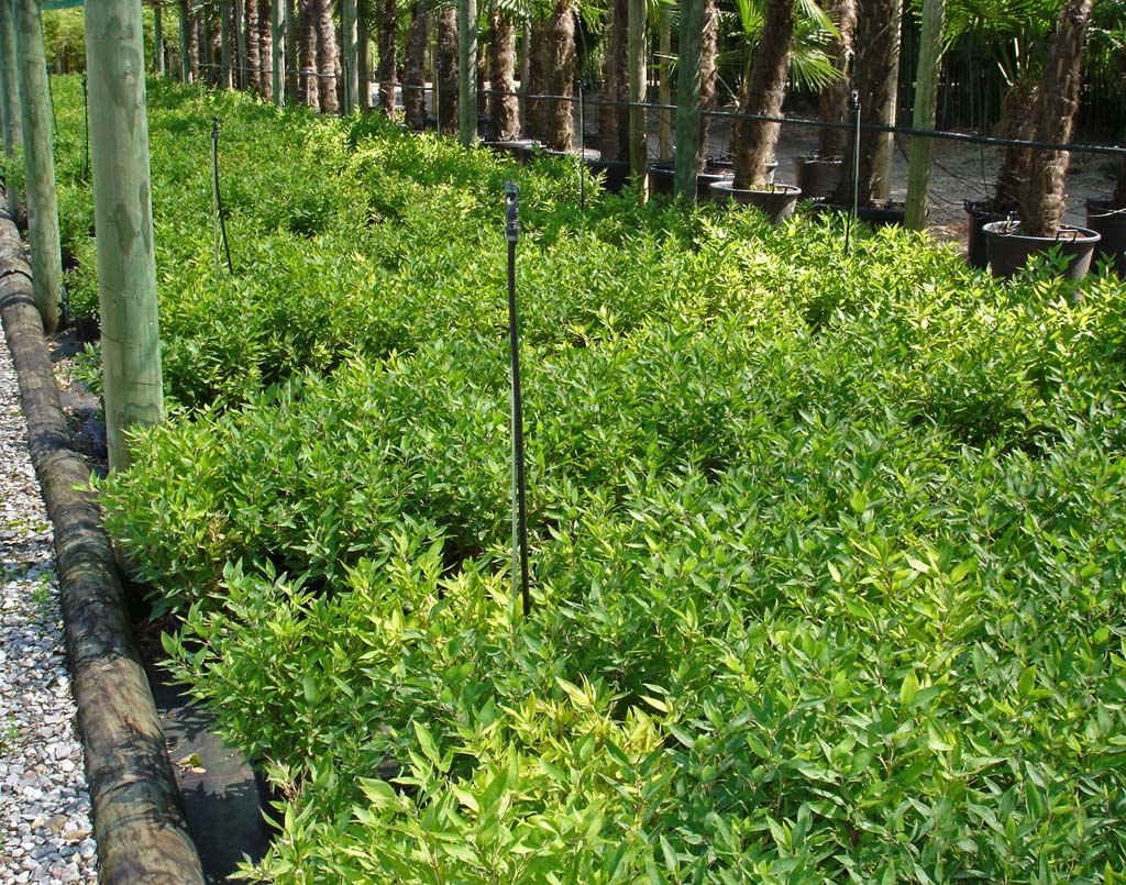 la-bambuserei-pleioblastus-distichus-2005-03 Zwergbambus Pleioblastus distichus