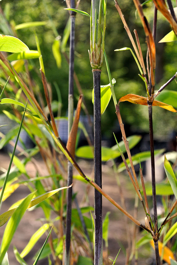 gerry Schirmbambus Gerry, Fargesia demissa Gerry