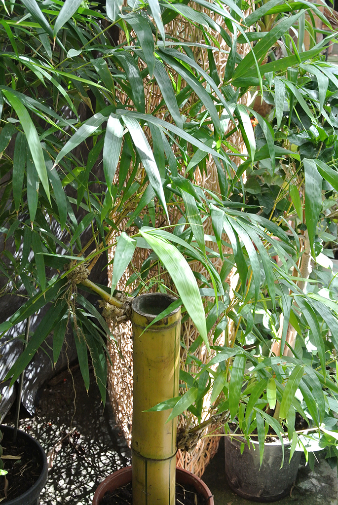 Bambusa-Vulgaris