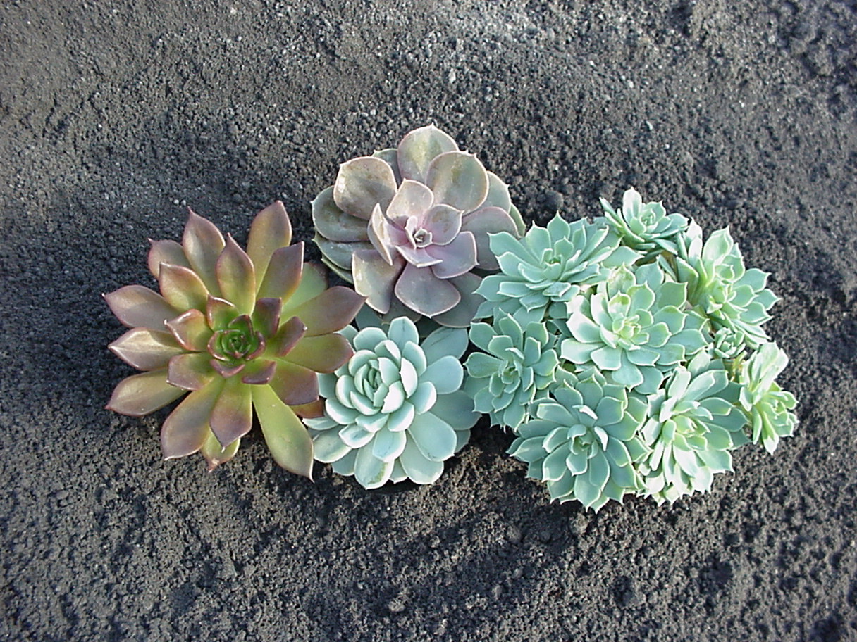 e-mix Echeveria, Fettblattrosette in 2 Sorten
