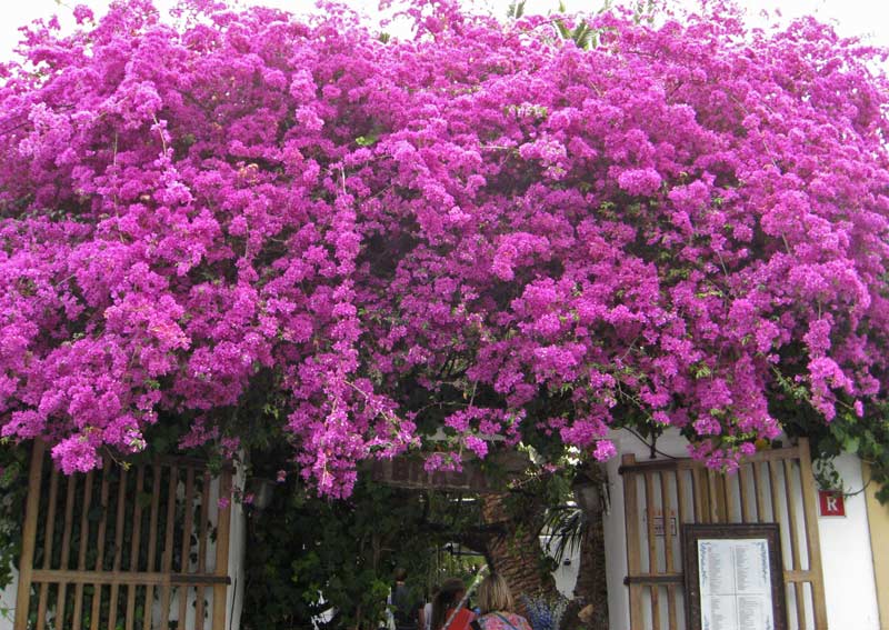 bougainvillea-glabra-sanderiana-lila1-bambuswald Bougainvillea glabra - Drillingsblume