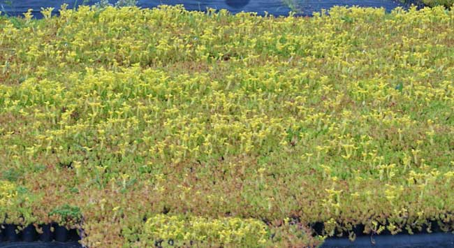 Milder Mauerpfeffer, Sedum sexangulare