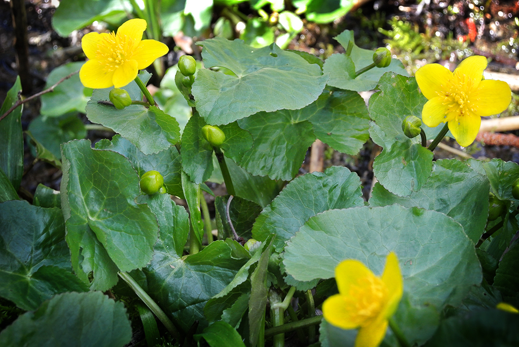 Calta-palustris4 Caltha palustris, Sumpfdotterblume