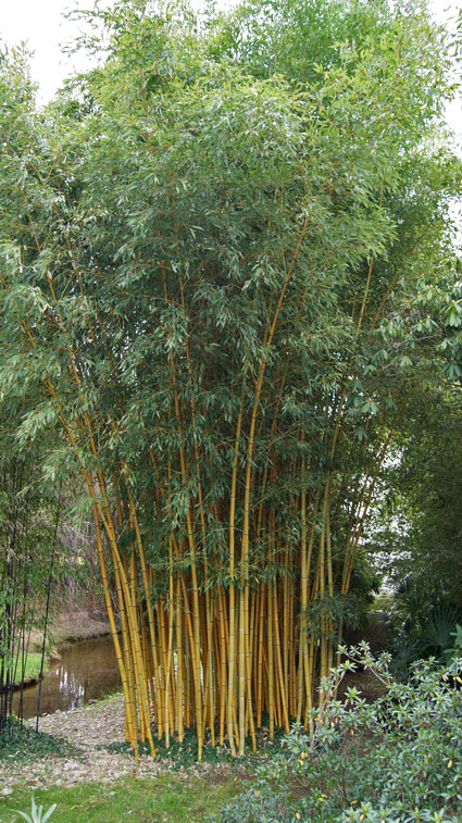 phyllostachys-aureosulcata-aureocaulis-bambuswald-10 Goldener Peking Bambus, Phyllostachys aureosulcata Aureocaulis