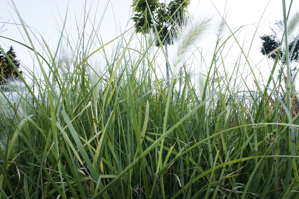 pennisetum-villosum2 Wolliges Federborstengras, Pennisetum villosum