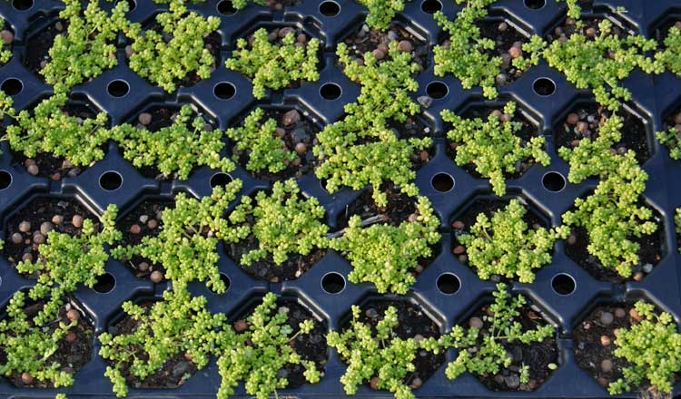 sedum-album-micranthum518eadb41a62a Kleine weiße Fetthenne, Sedum album micranthum