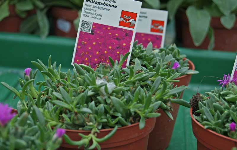 Rote Mittagsblume, Delosperma cooperi