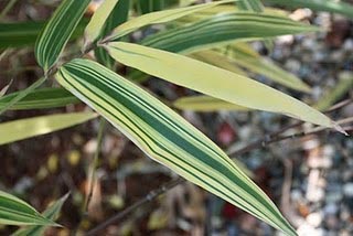 hibanobambusa_shiro Buntblättriger Hibanobambusa tranquillans Shiroshima