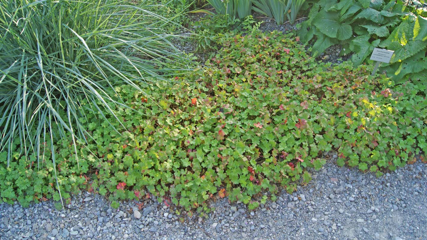 Storchenschnabel, Geranium in Sorten