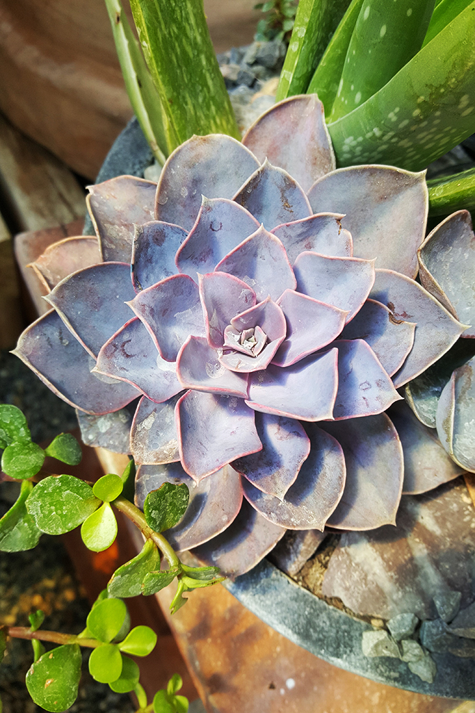 Perle-3 Echeveria, Fettblattrosette in 2 Sorten