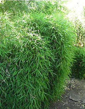 fargesia_nitida Schirmbambus, Fargesia Nitida