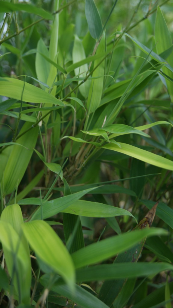 bm10018-1 Wasserbambus, Phyllostachys heteroclada ´Solidstem´