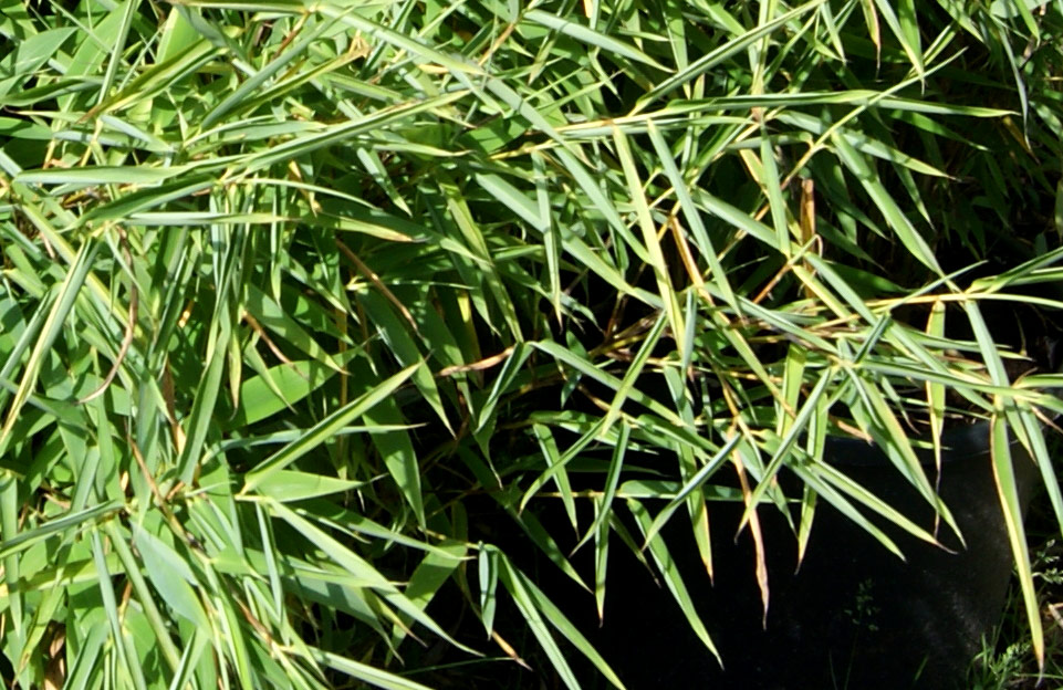 bambustrocken250f2bab80e072