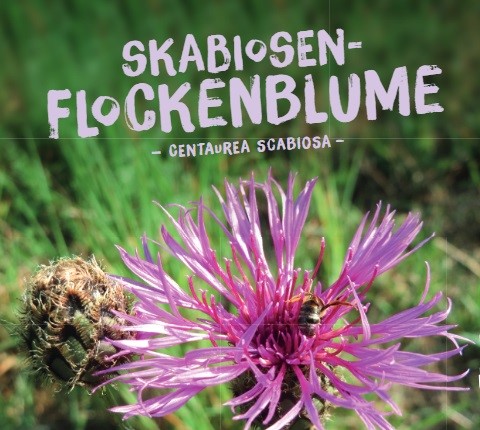 Centaurea-scabiosaHVx0W0e7hwvOf Skabiosen Flockenblume, Centaurea scabiosa
