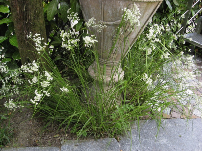 Schnee-Hainsimse, Luzula nivea