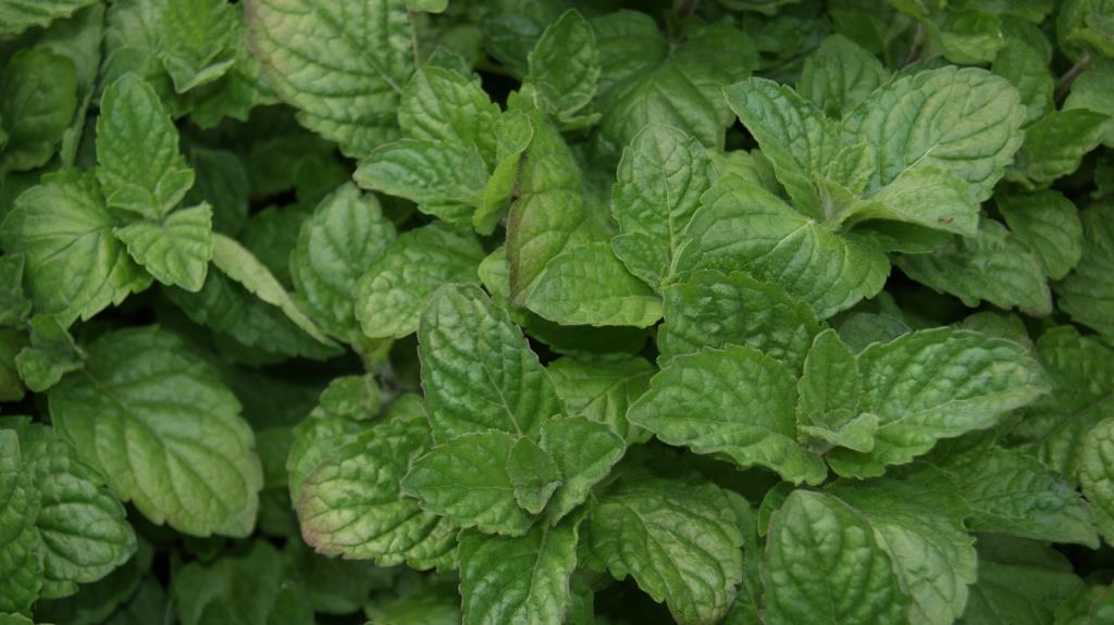 Grapefruit Minze, Mentha suaveolens x piperita