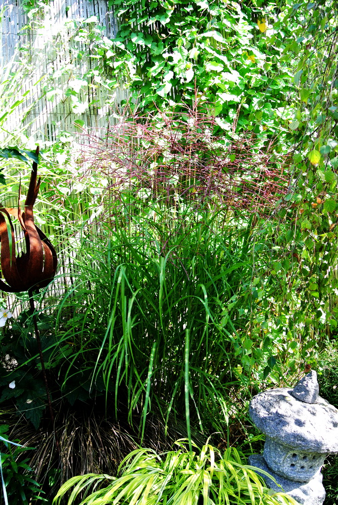 miscanthus-ferner-Osten Chinaschilf Ferner Osten, Miscanthus sinensis Ferner Osten