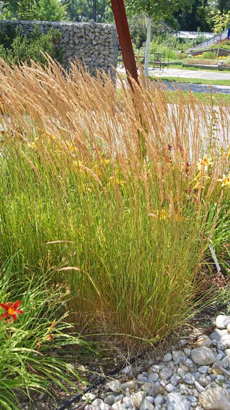 calamagrostis-acutiformis-carl-foerster-bambuswald3 Reitgras, Calamagrostis x acutiflora Karl Förster
