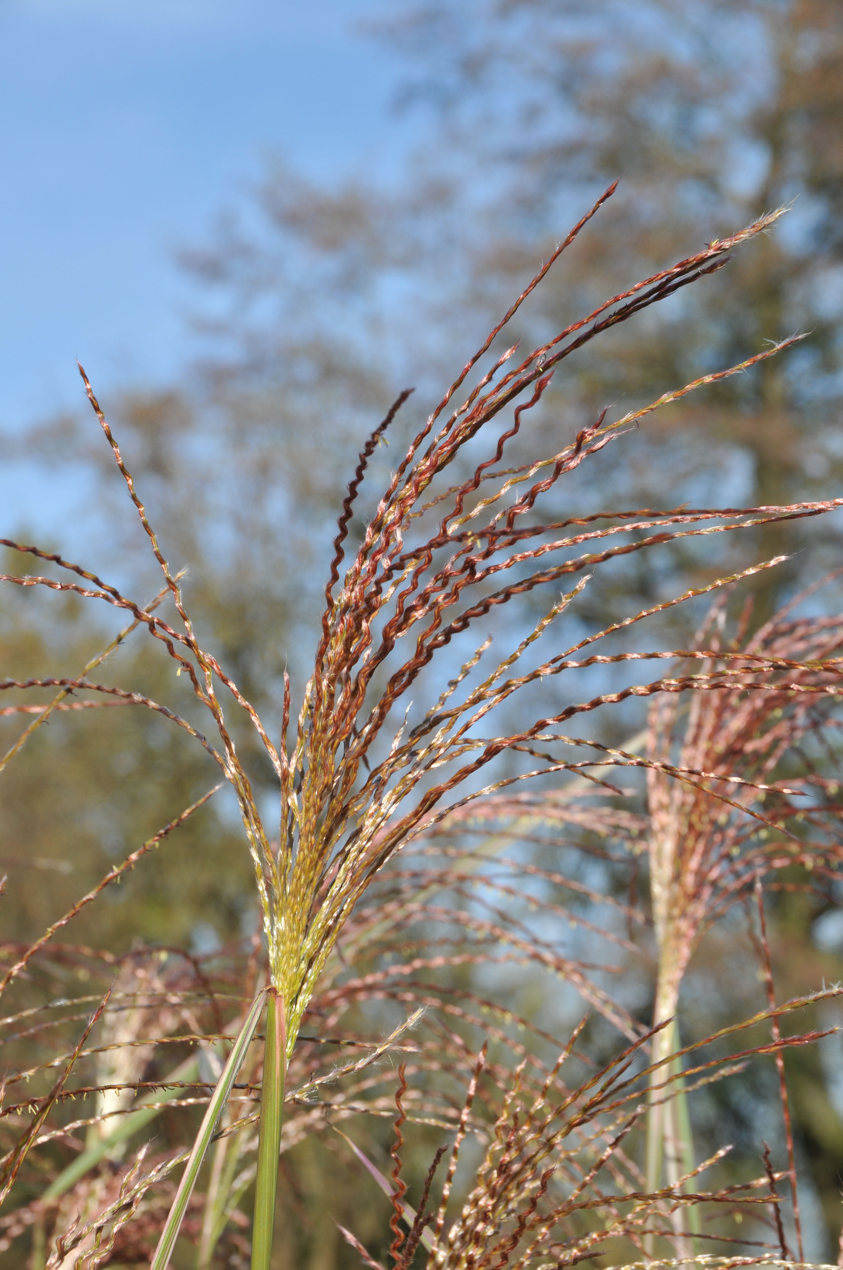 missvariegatus7 Weißbuntes Chinaschilf, Miscanthus sinensis Variegatus