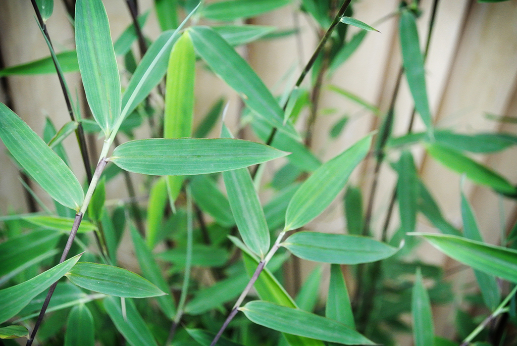 BlackCherry-D2 Black Cherry Bambus, Fargesia spez. Jiuzhaigou 4