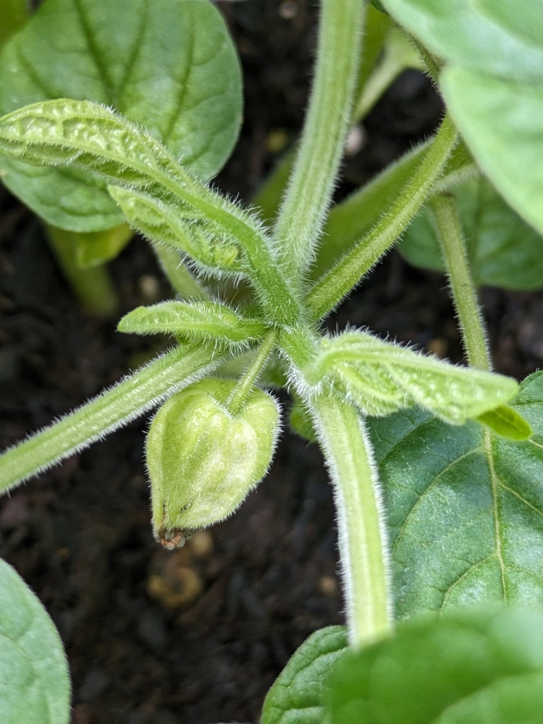 Physalis33Yh6nTSlHMRza Physalis alkekengi- Riesenlampionblume