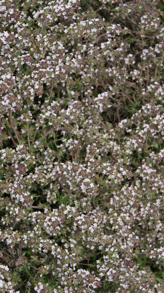orangenthymian Orangenthymian, Thymus fragrantissimus