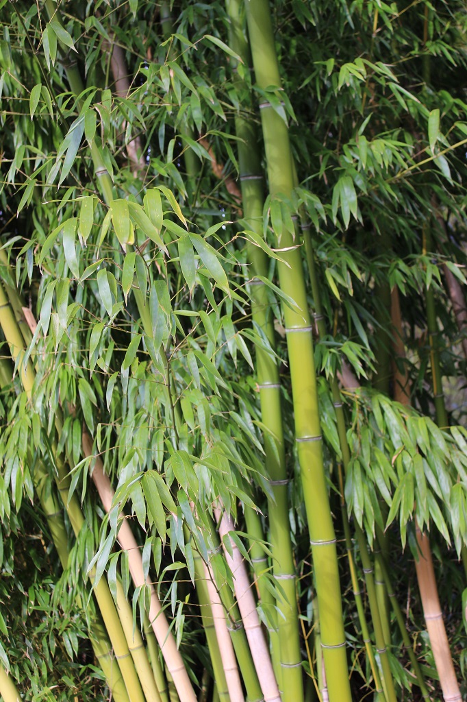 Huanwenzhu2 Gelber Furchen Bambus, Phyllostachys vivax Huangwenzhu