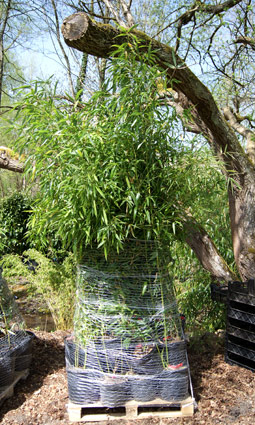 bambuspflanzen-verpackt-auf-palette-bambuswald50fc160538ab1