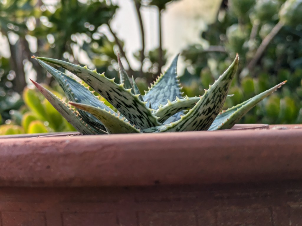 Marmorierte Aloe, Aloe somaliensis