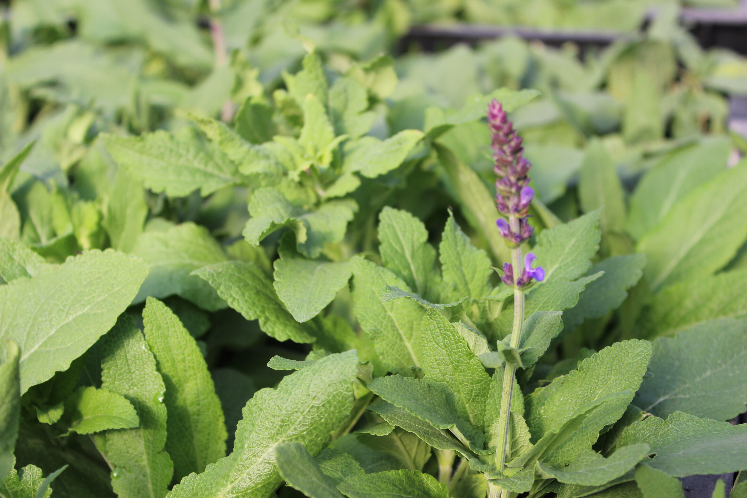 Salvia-nem Blüten-Salbei - Salvia Nemorosa