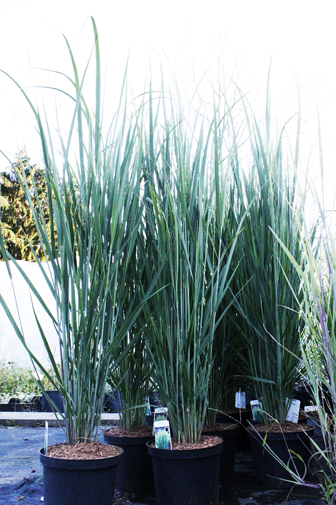 panicum-nordwind Riesen Rutenhirse, Panicum virgatum Nordwind