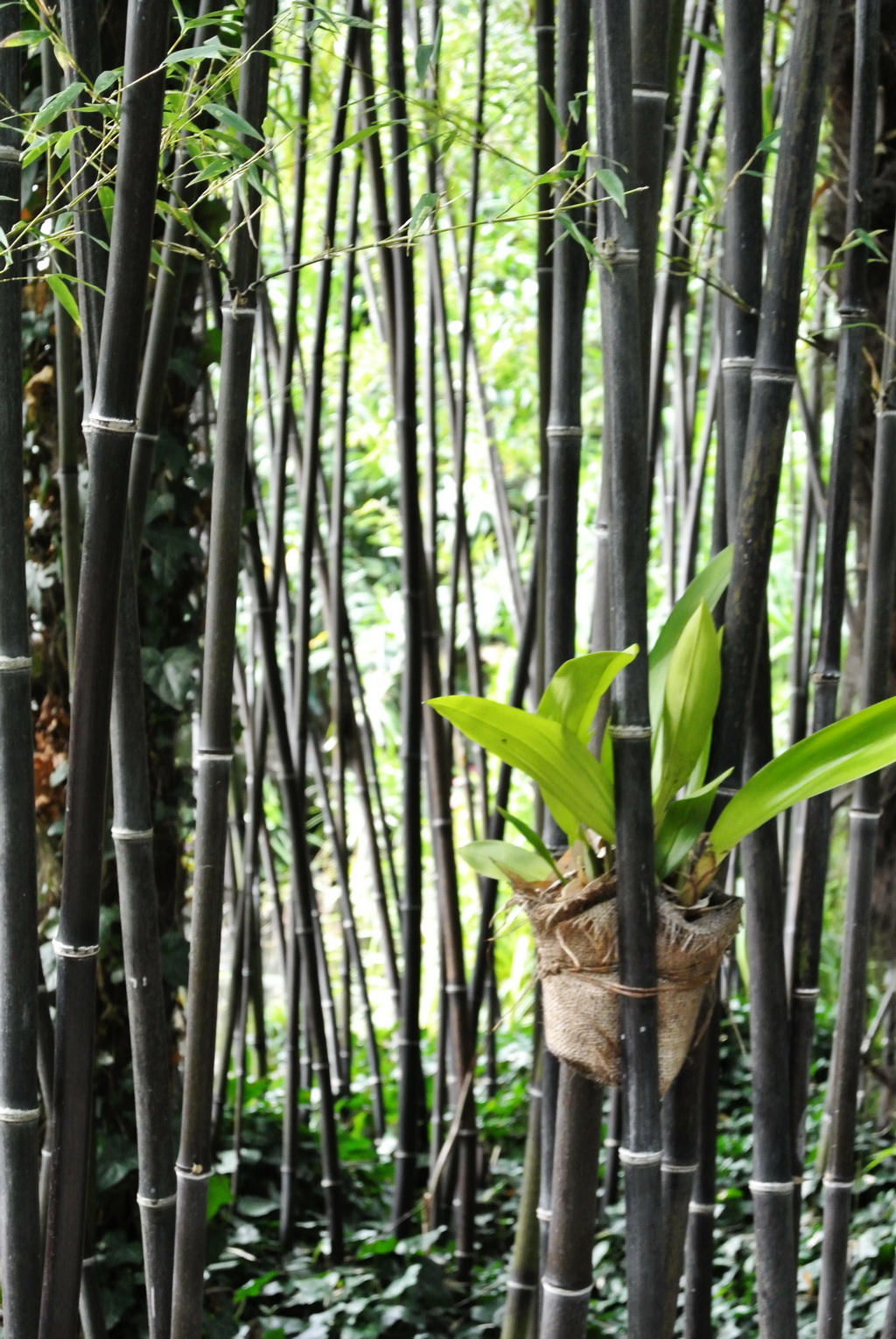 Phyll-nigra-hauptbild Schwarzer Bambus, Phyllostachys nigra