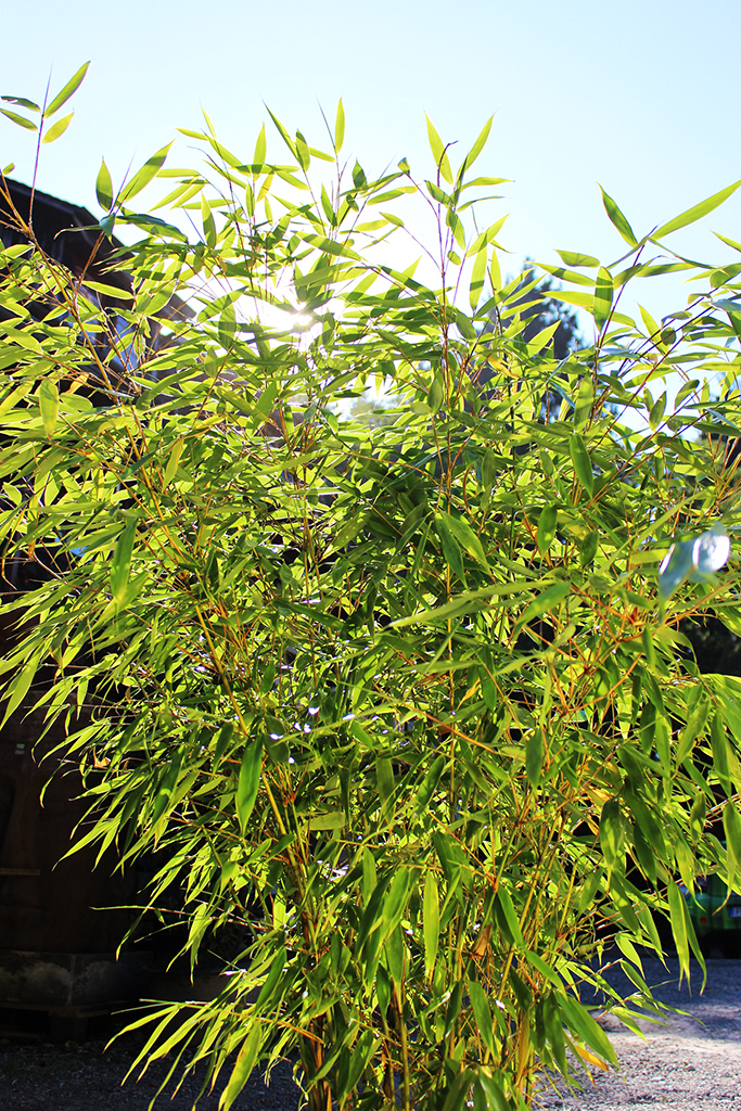 IMG_0008drYv3VibnPFNC Fargesia robusta Robusta