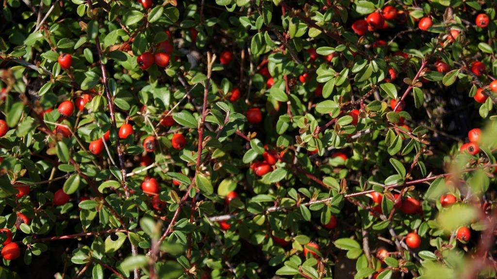 cotoneaster Teppichmispel, Cotoneaster dammeri radicans